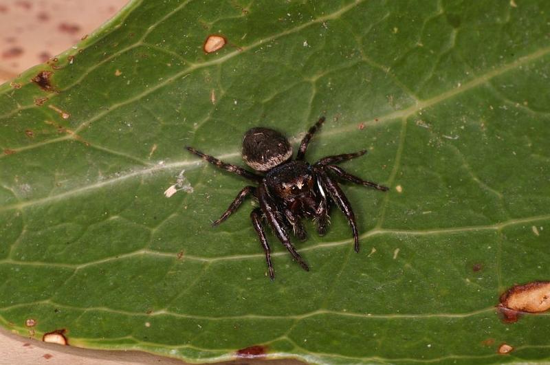 Euryattus_bleekeri_D7847_Z_89_North Stradbroke island_Australie.jpg